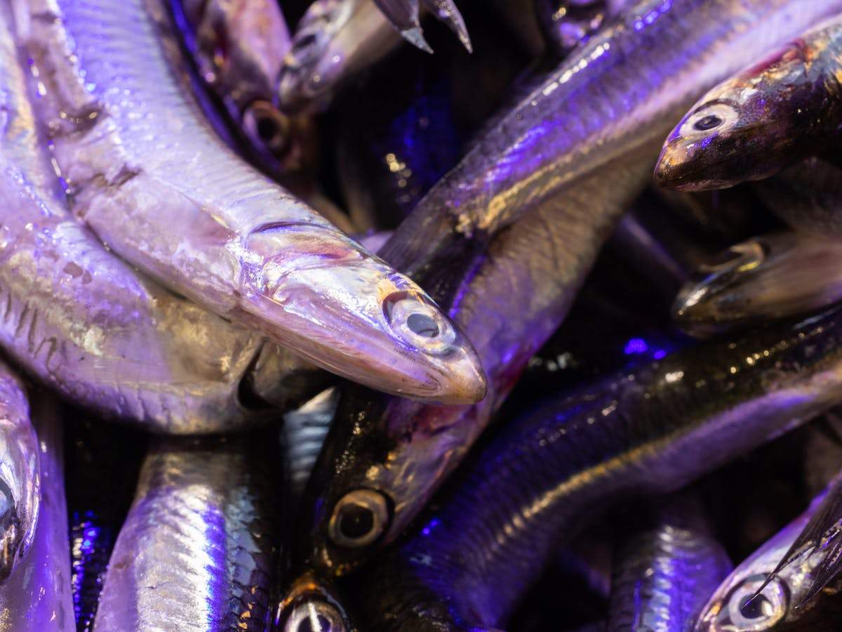 Bayat Hamsi Nasıl Anlaşılır? Taptaze Hamsi mi Yoksa Bayat mı?