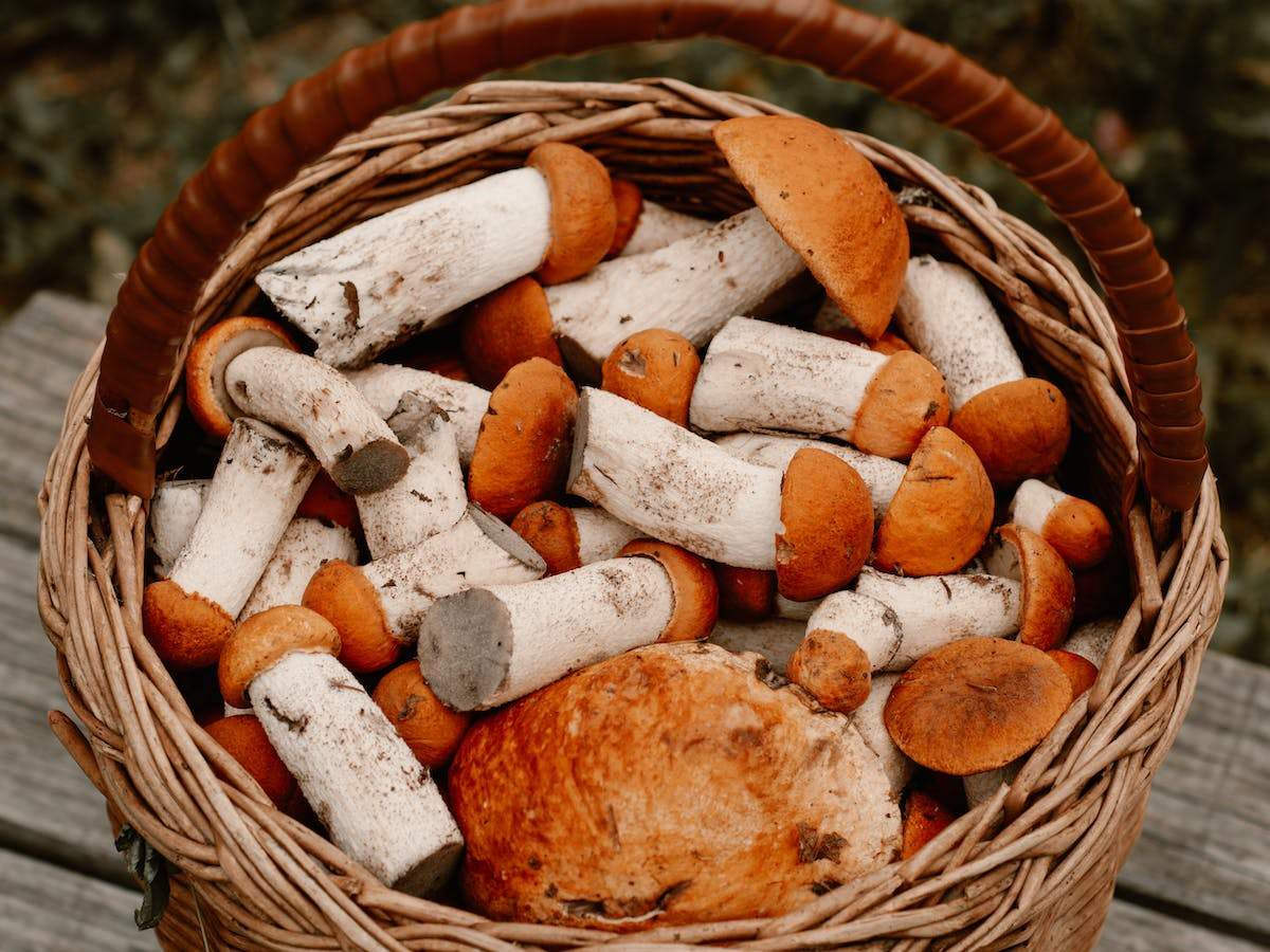 Zehirli Mantar Nasıl Anlaşılır? Zehirli Mantarları Tanımanın Püf Noktaları