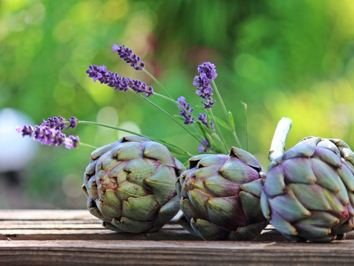 Spring's Purple-Crowned Gem: The Artichoke