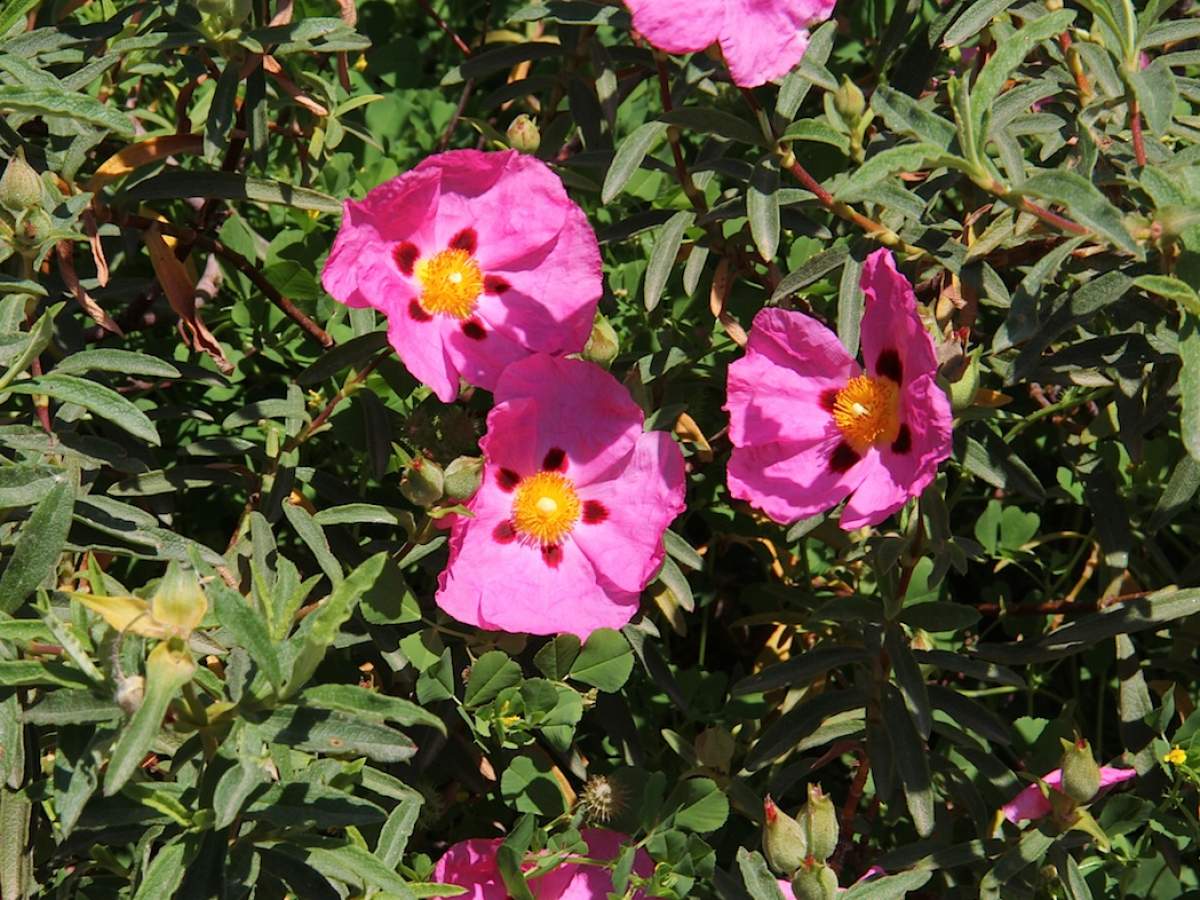 Cistus Creticus (Hairy Rockrose) Plant Challenges the Coronavirus!