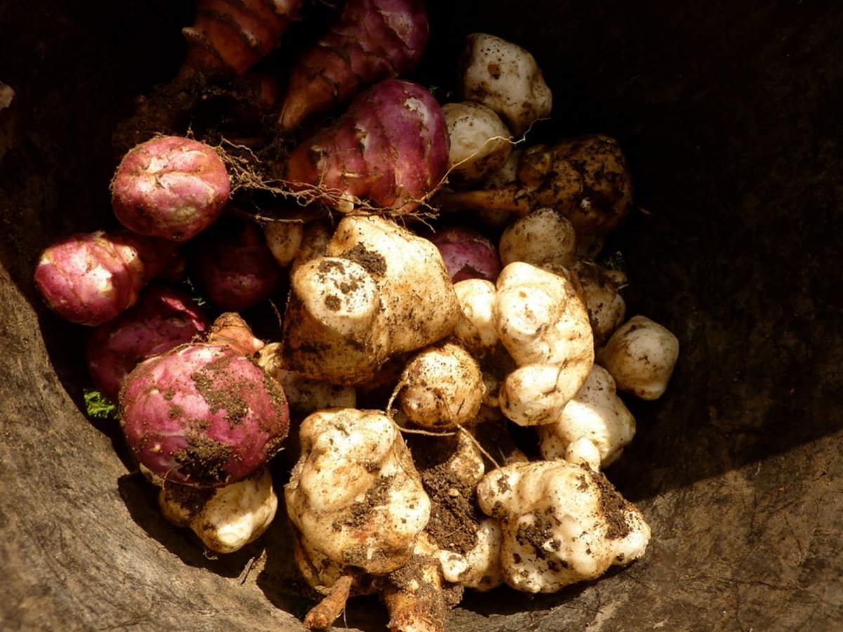 The Benefits of Jerusalem Artichoke Are Endless