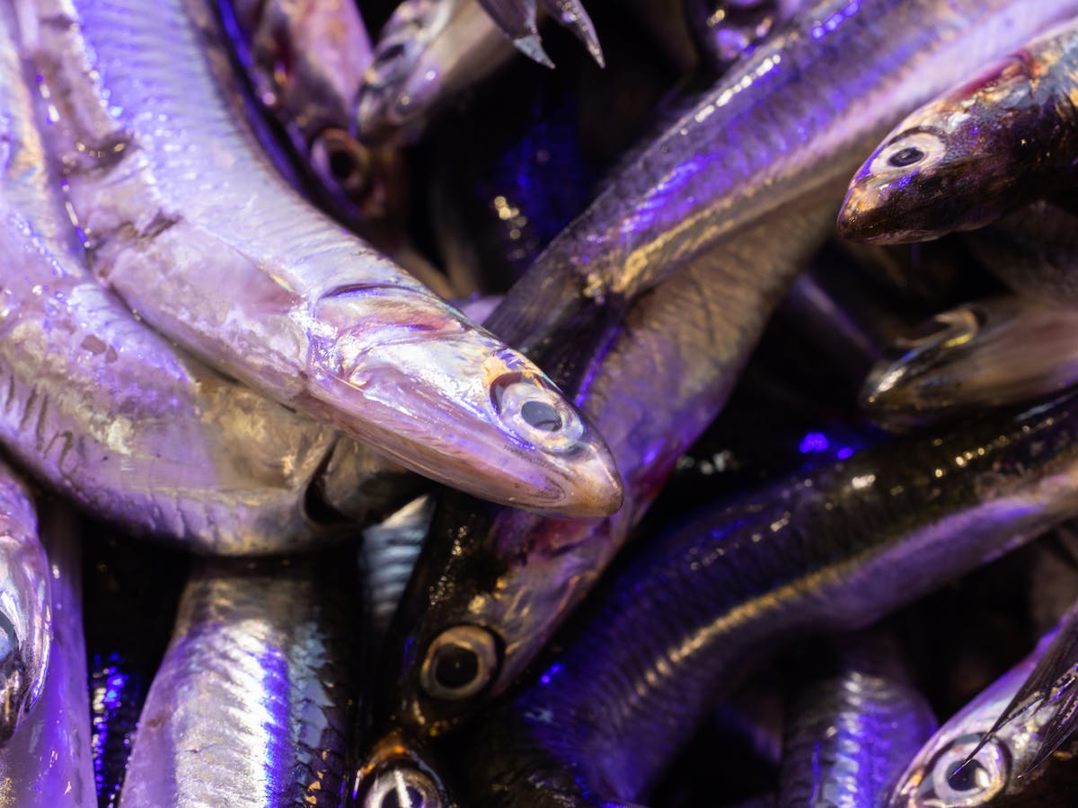 How to Tell If Anchovies Are Stale: Fresh vs. Stale Anchovies image