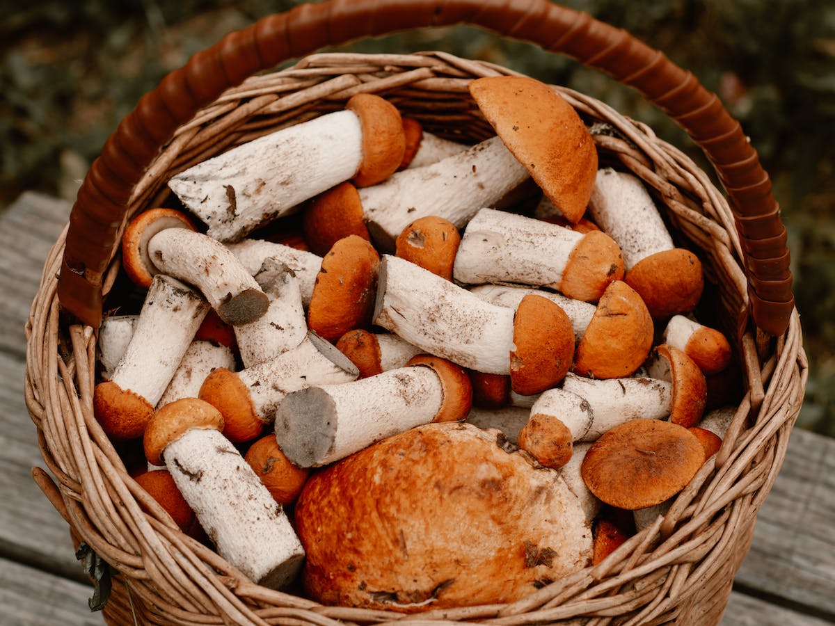 How to Identify Poisonous Mushrooms? Tips for Recognizing Toxic Mushrooms image