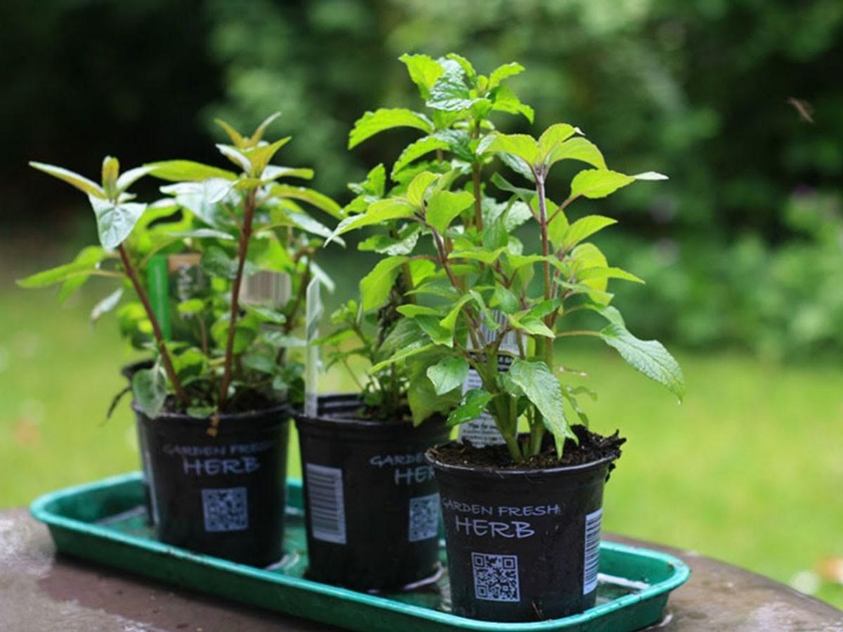 Vegetables You Can Grow at Home in Pots image