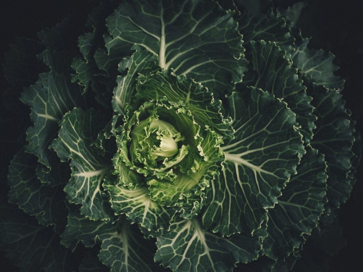 The Miracle of Kale image