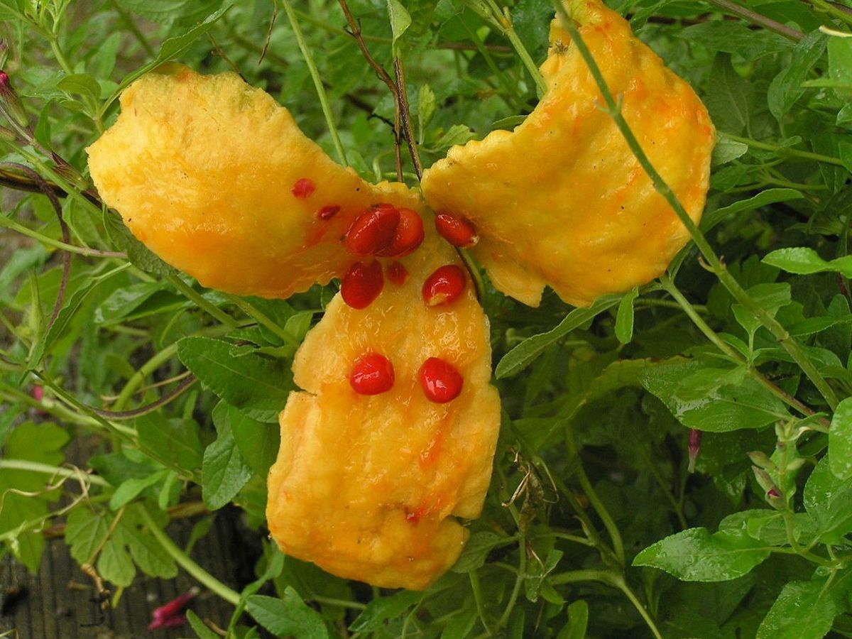 Bitter Melon: A Cure for Every Ailment? image