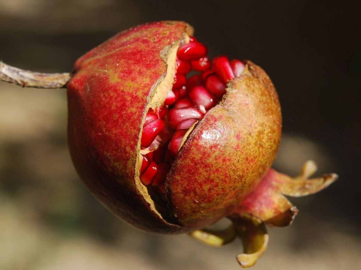 Little-Known Facts About Pomegranates image