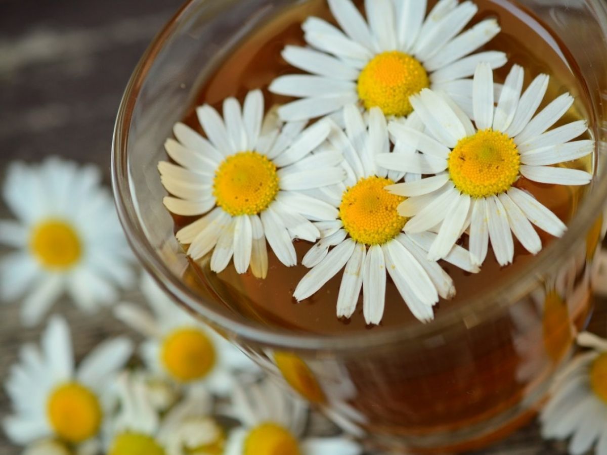 Chamomile Tea Drinkers May Be at Risk! image