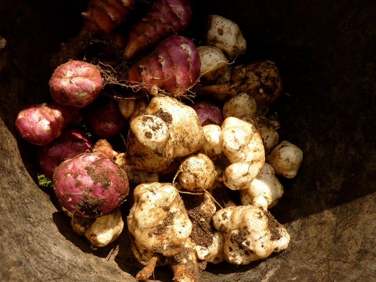 The Benefits of Jerusalem Artichoke Are Endless image